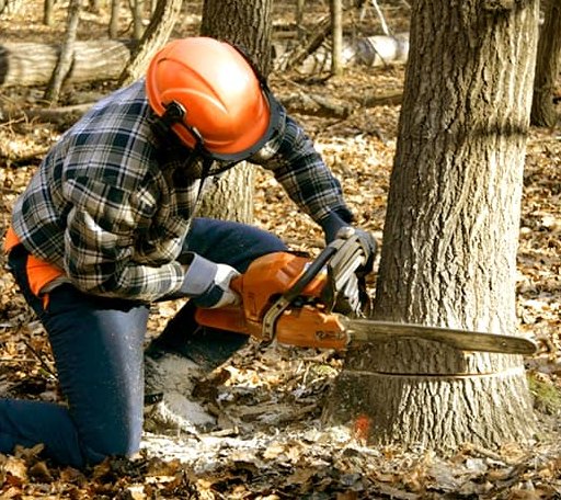 Tree Removal in White Plains, VA